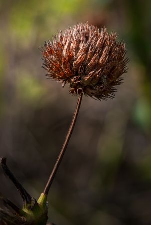 the delicate beauty of a grass flower, showcasing its slender, feathery petals and intricate structure