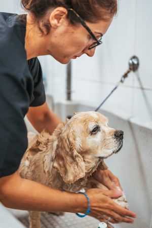 Female groomer washing dog in salon