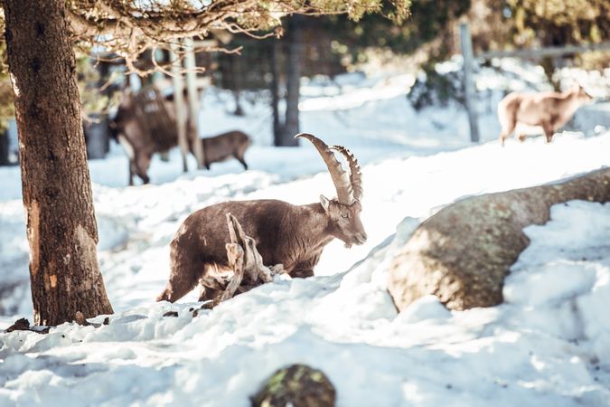 Wild goats pasturing near tree between snow