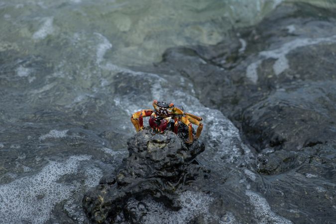 Bright crab on a rock emerging from the water