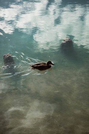 duck on lake in mountains