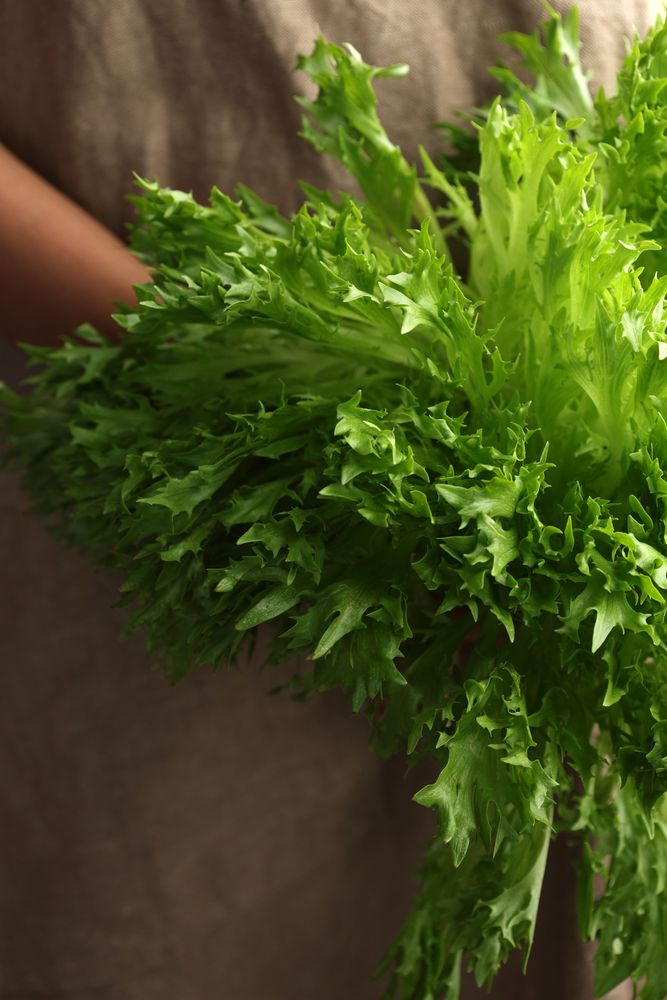 Female Hand with Vintage Apron Holding Fresh Endive Lettuce for Salad