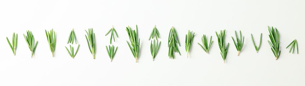 Flat lay composition with rosemary on neutral background, space for text