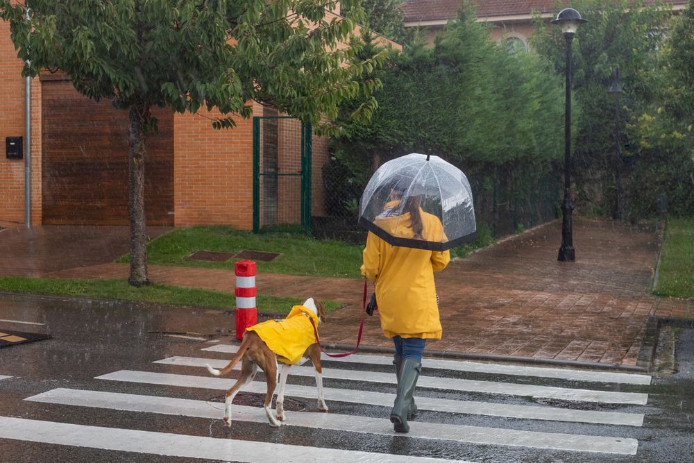 Woman crossing street with dog