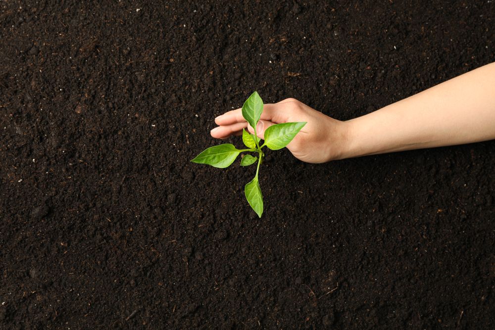 Female hand hugs a green sprout in soil, top view and space for text. Environmental protection. Agriculture