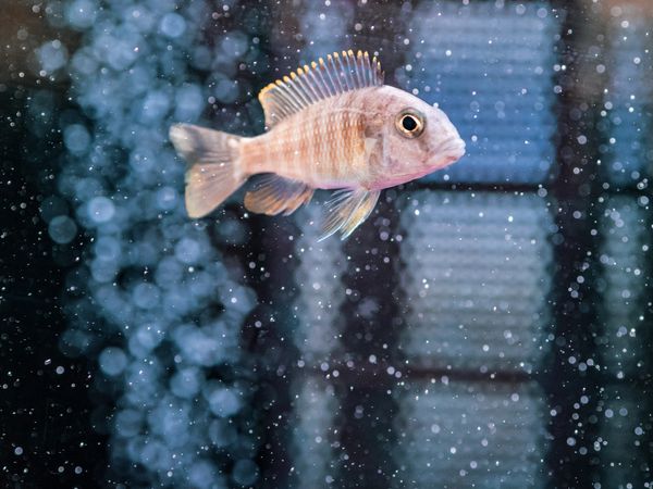 Exotic fish in aquarium