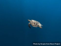 Underwater shot of turtle in ocean 4MW3q0