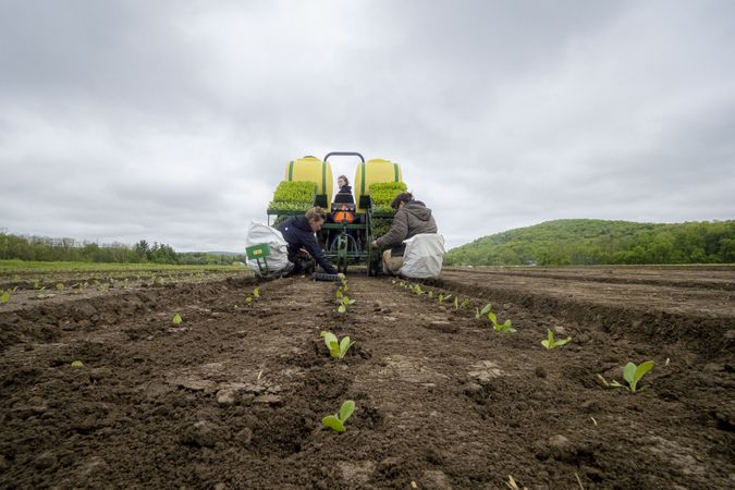 Copake, New York - May 19, 2022: Farmers planting flowers after tractor