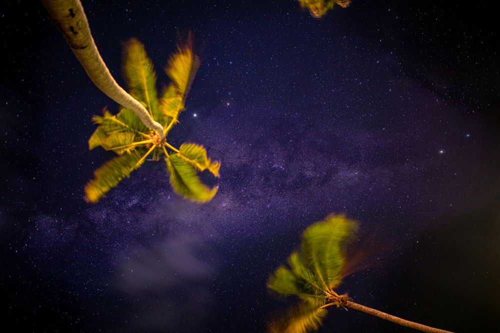 Palm trees against a purple night sky