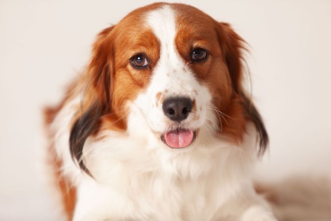 Portrait of golden retriever lying in a studio