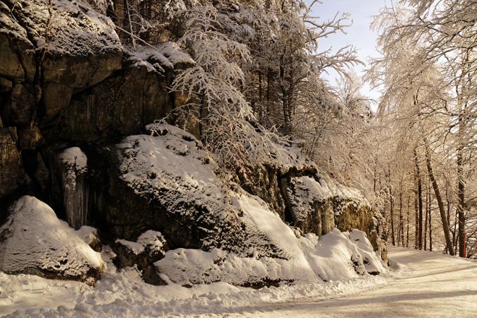 Tall frosted trees beside stone cliff with pine trees