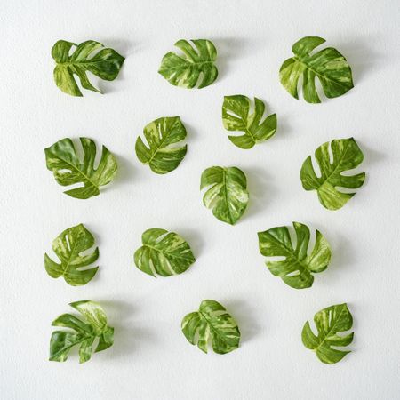 Monstera leaves on light background