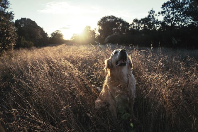 Dog sitting on field