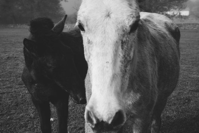 Horses on meadow in fog