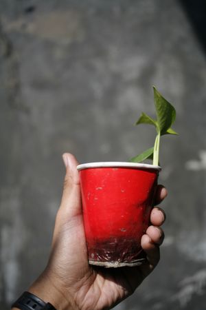 Hand holding a red paper cup with plant