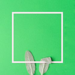 Bunny rabbit ears made of natural green leaves on green background with frame
