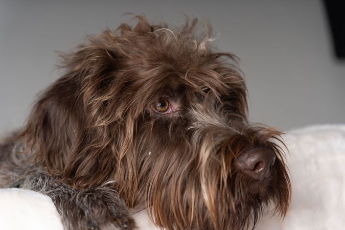 Close up of face of purebreed griffon