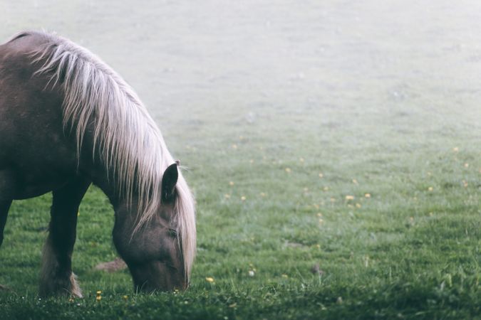 Chestnut horse standing in countryside