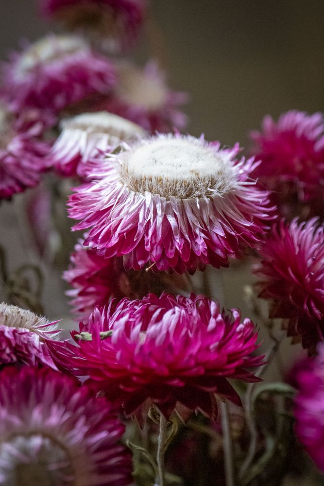 Copake, New York - May 19, 2022: Side view of pink flowers