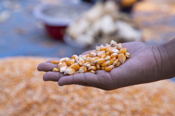 an agriculture concept in Corn seed hand