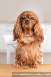 Cavalier spaniel with paws on the dining table 48lRR4