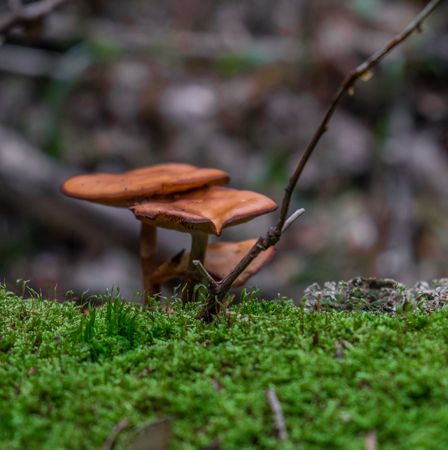 Three brown mushrooms growing from the forest floor