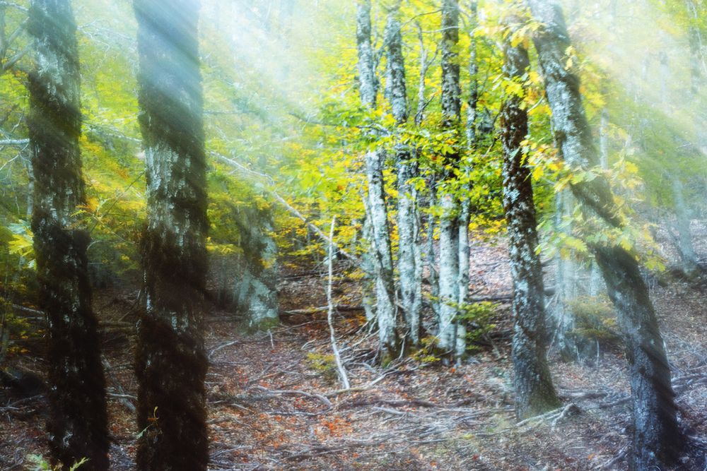 Blurred trees in green forest