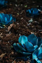 Three small agave plants in a garden