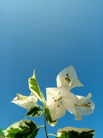 Bougainvilleas with clear blue sky
