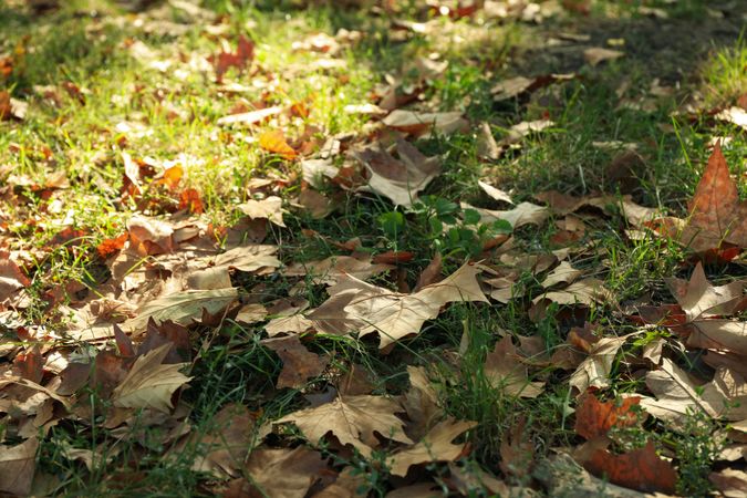 Maple foliage lying on grass in park