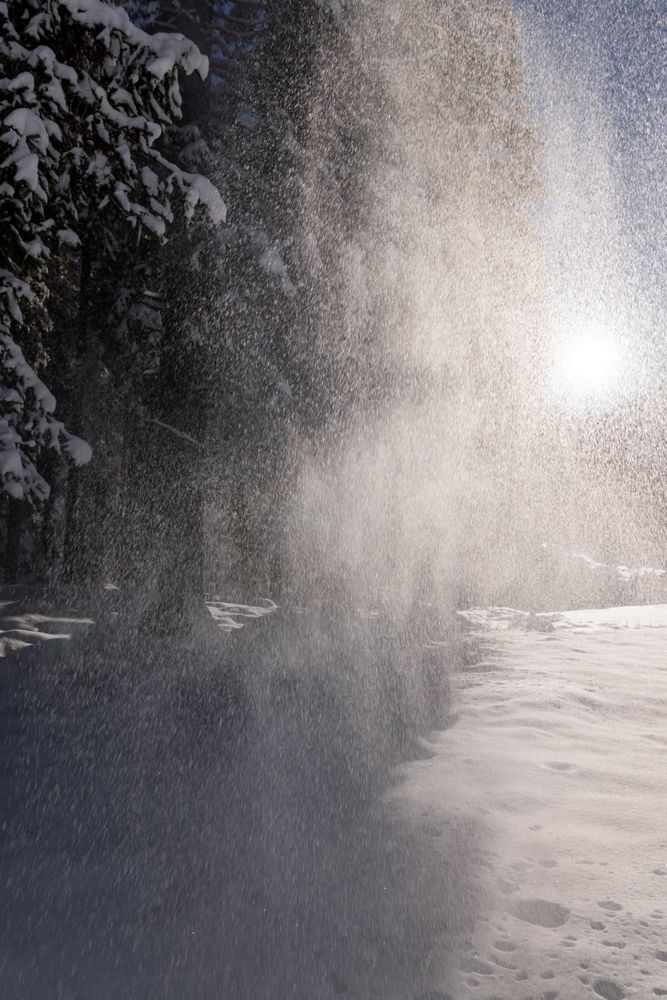 Winter scenery with snow falling from the trees on a sunny day in December