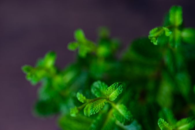 Baby fresh moroccan mint plant