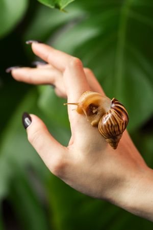Snail Achatina on woman hand on jungle background