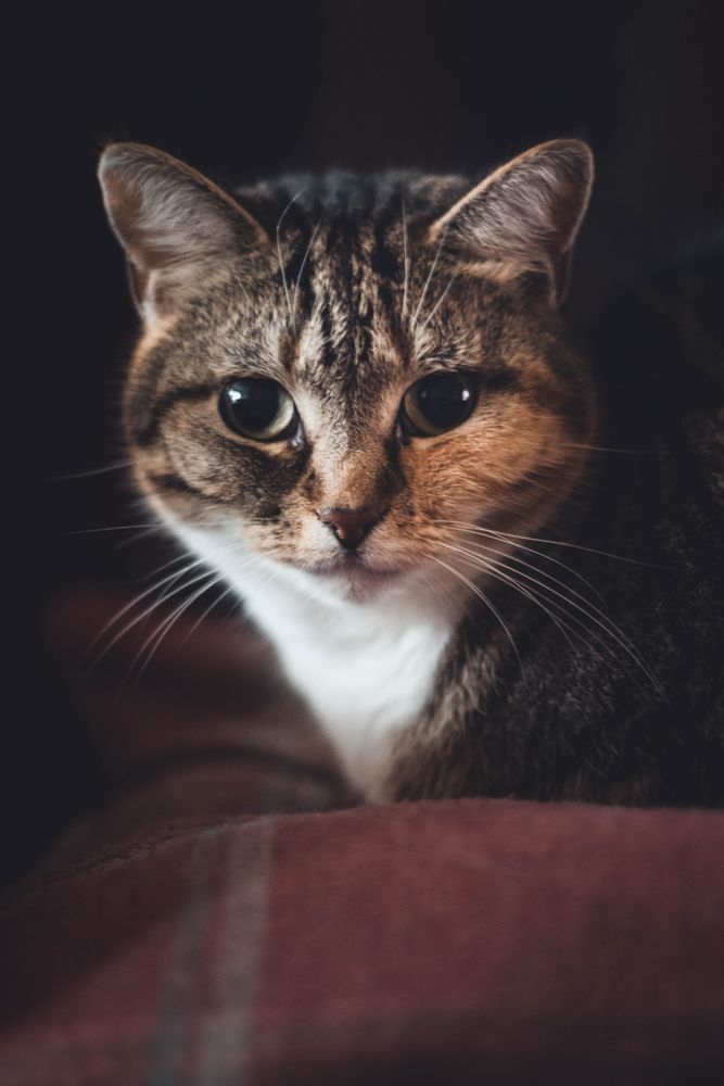 Close-up shot of tri-color tabby cat