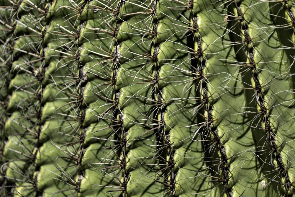 Saguaro cactus in Tucson, Arizona, close up
