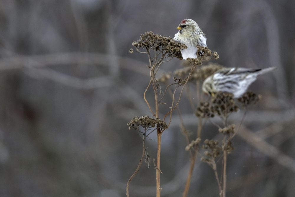 Two common redpolis in a field