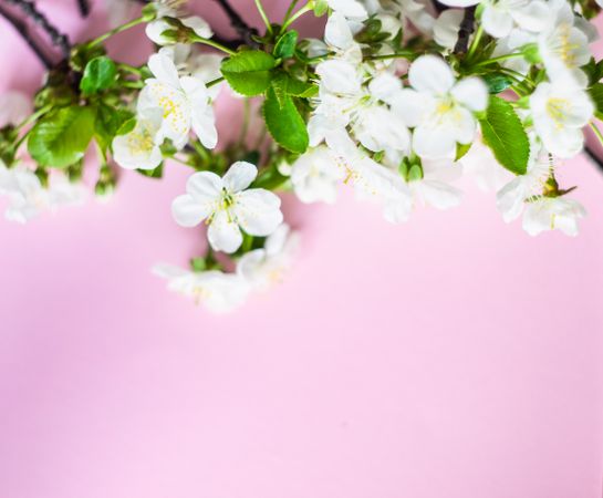 Spring floral frame with cherry blossoms on pastel pink background