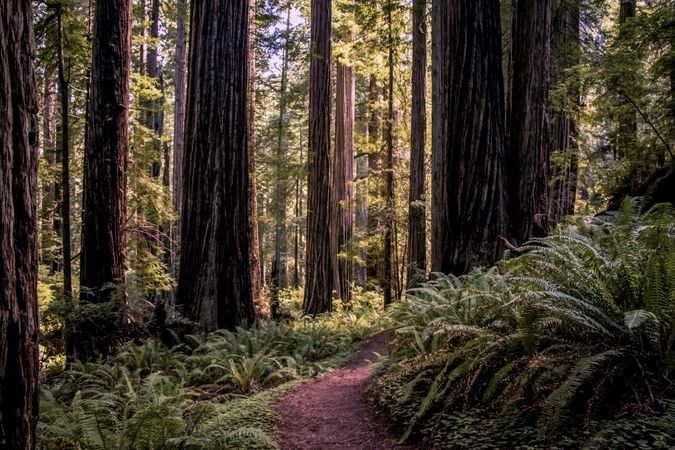 Narrow footpath in sunny forest