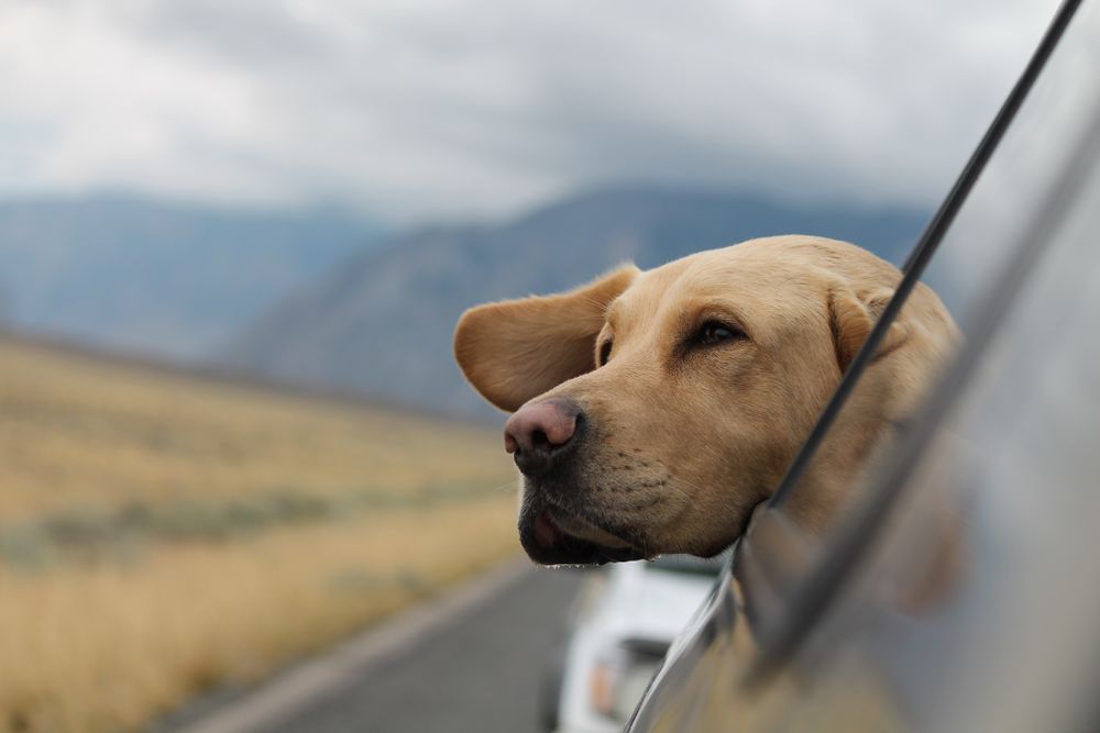Retriever in the car