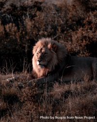 Lion lying on brown grass 0J6Pn0