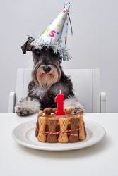 Adorable dog waiting for birthday celebration