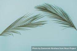Tropical green leaves on baby blue background bxEnZ0