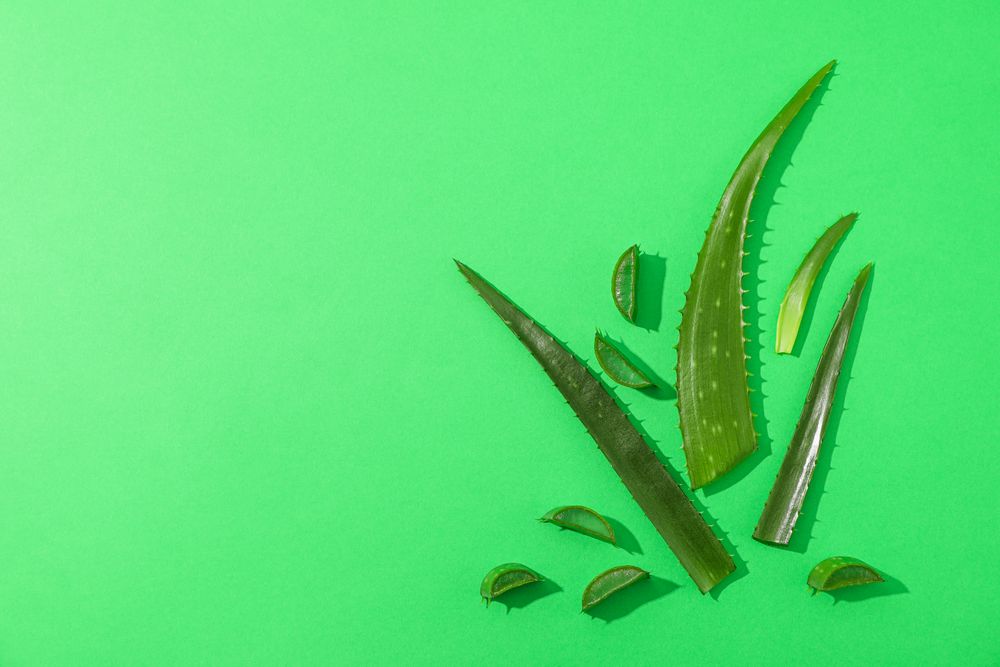 Aloe vera leaves and slices on color background, space for text. Natural treatment