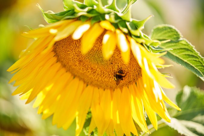 Bee collecting pollen from blooming sunflower
