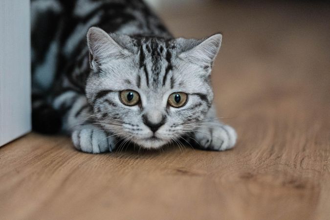 Silver tabby cat lying on the floor