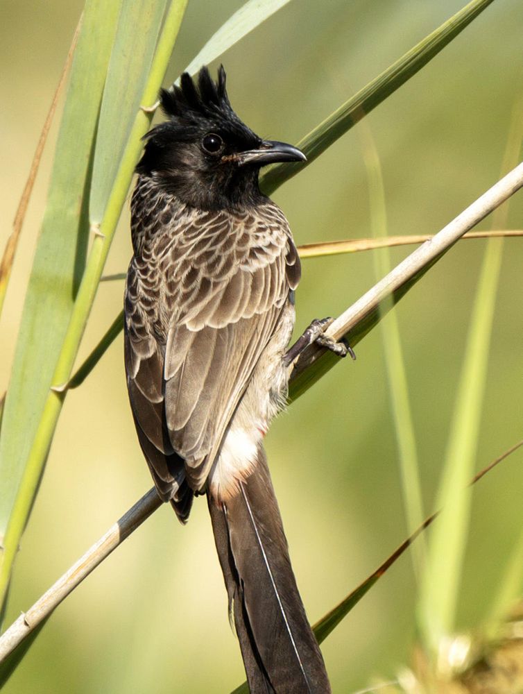 Back view of cuculiform bird perching on tree branch