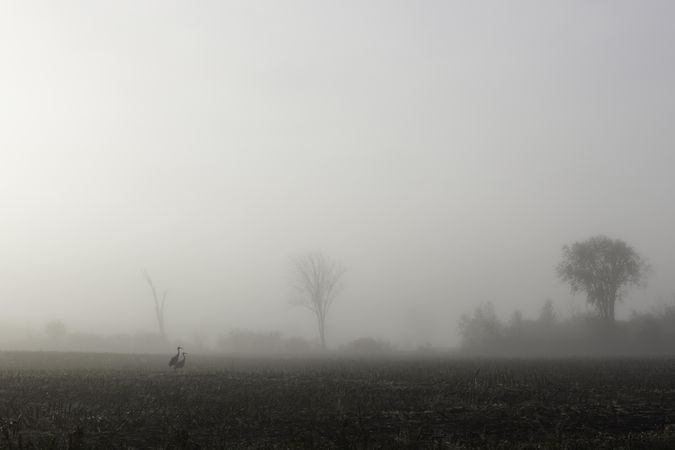 Two sandhill cranes and fog in Millward, Minnesota