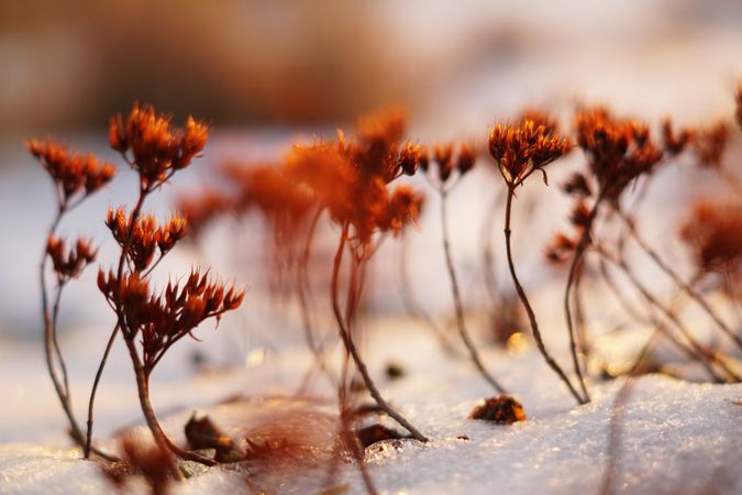 Orange flowers on meadow in winter