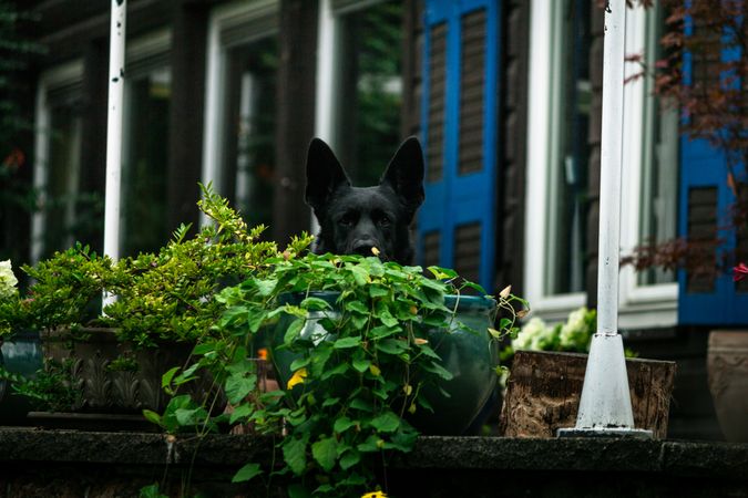 Dog sitting near potted plants