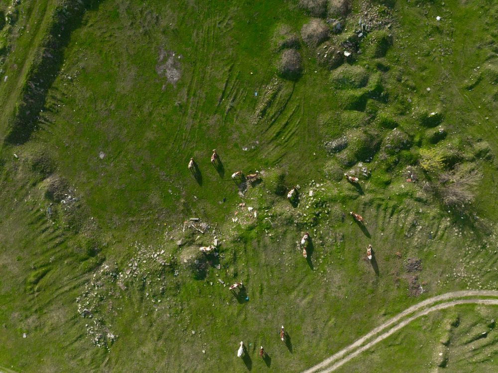 Top down photo of green pastures on a sunny summer day.